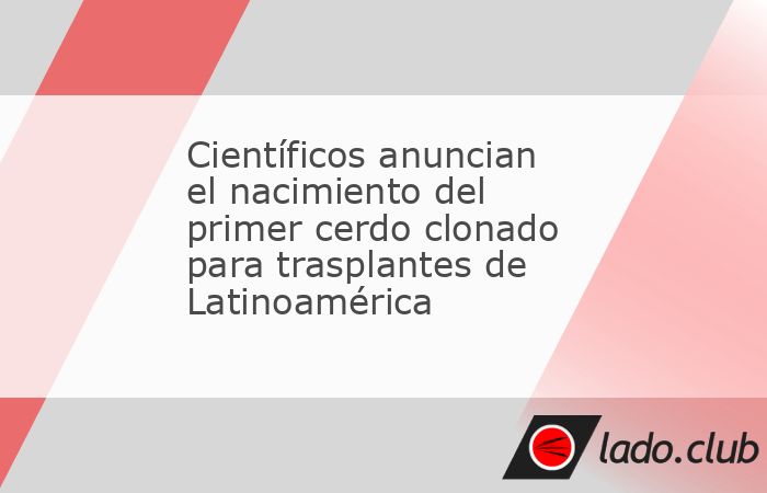 CN COLIMANOTICIASCientíficos de Argentina lograron el nacimiento de un cerdo genéticamente modificado con vistas a que sus órganos puedan ser trasplantados a humanos.Se trata del primer c